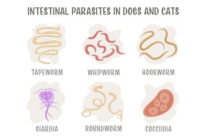 Are worms contagious?
