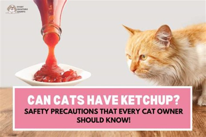 Can cats have ketchup?