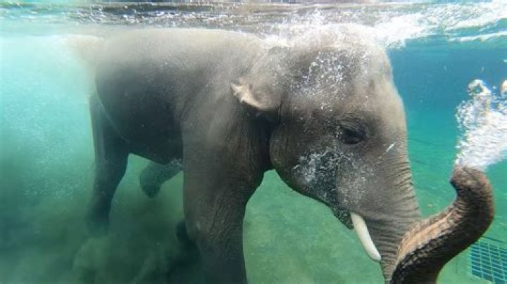 Can elephant swim?