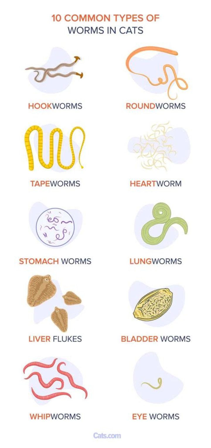 Can you get worms from cow manure?