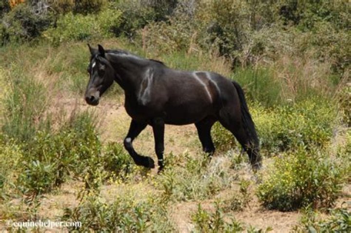 Do black foals stay black?