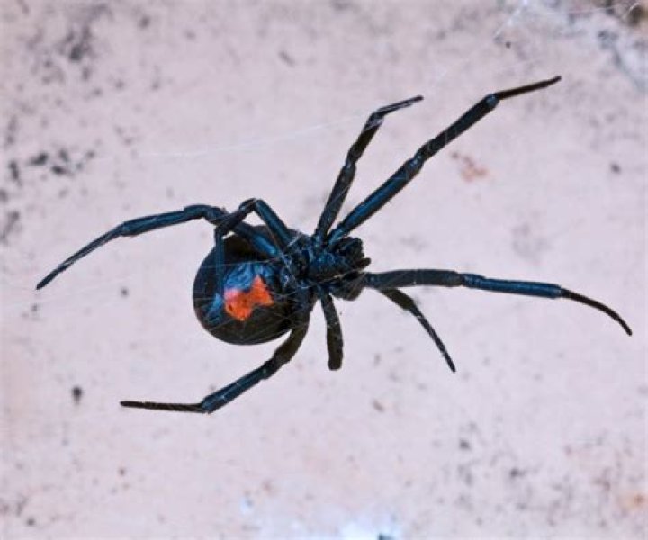 Do chickens eat black widows?