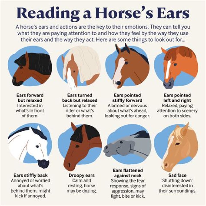 Do horses get angry when hungry?