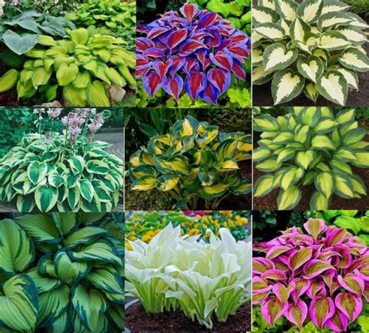 Do hostas flower all summer?