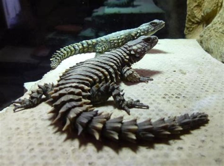Do lizards eat their own tails?