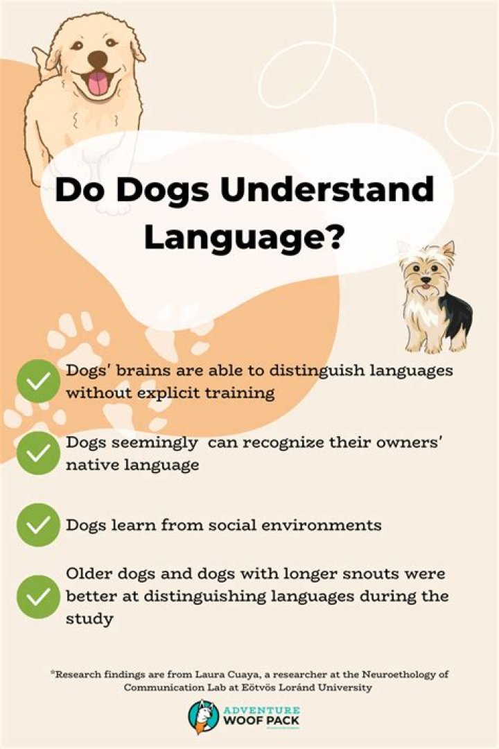 Do pigs understand human language?