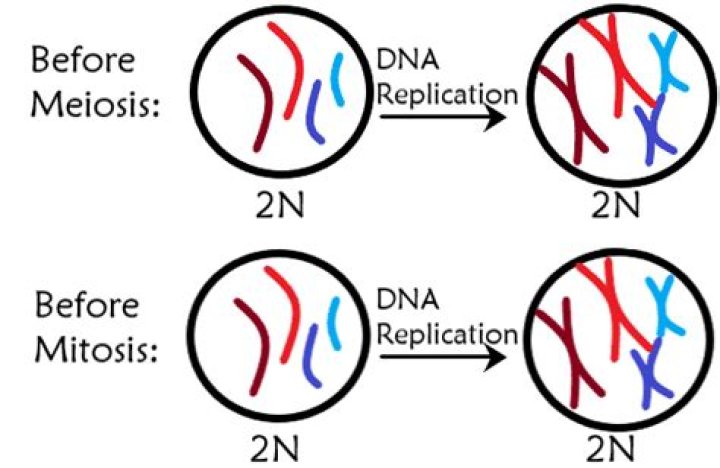 Does DNA copied before mitosis 2?