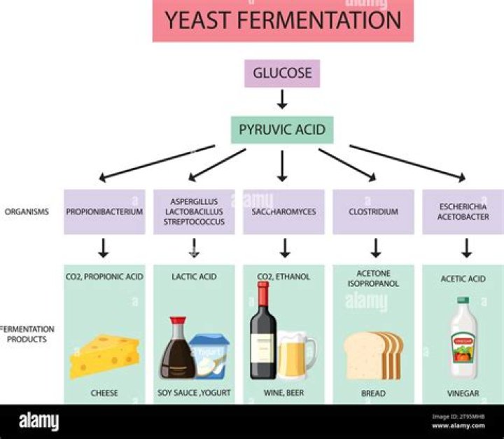 Does fermentation require sunlight?
