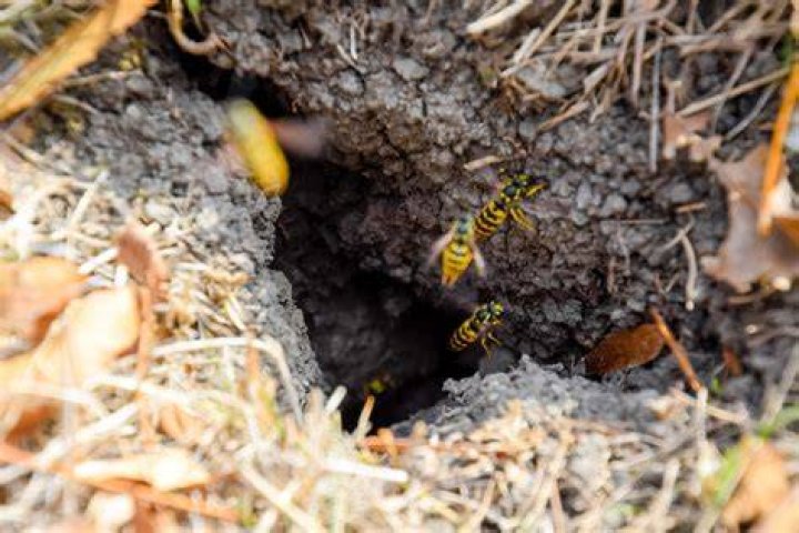 How deep do bumble bees burrow?