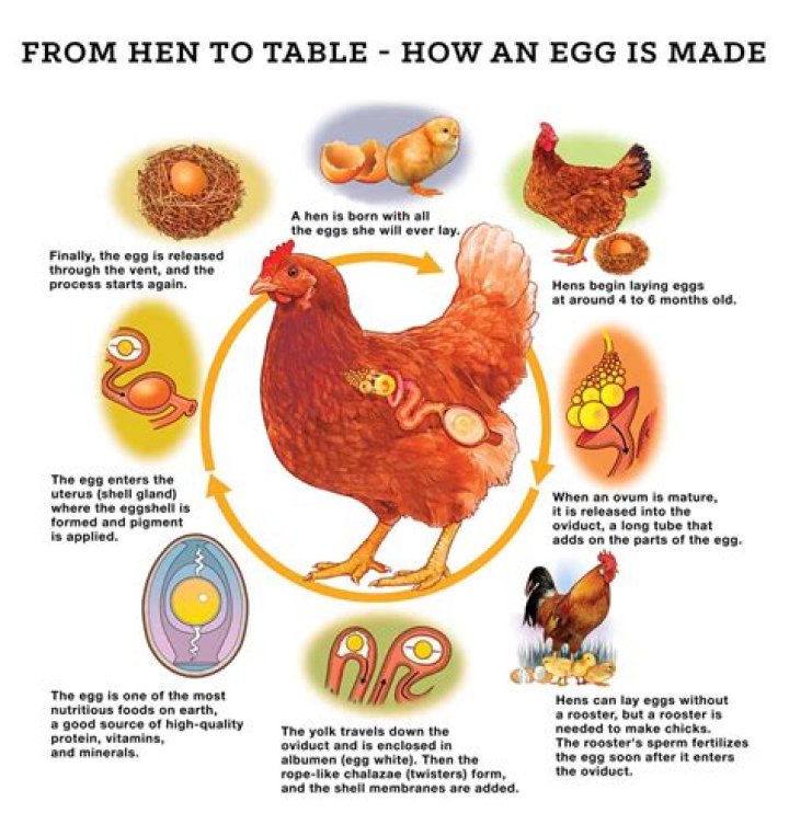 How do I know if my chicken has Salmonella?