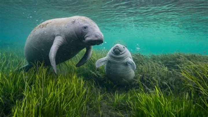 How do you get a manatee to come to you?