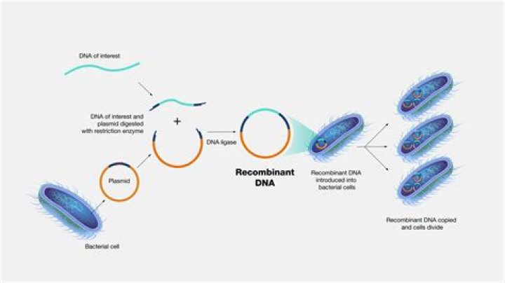 How do you identify recombinants?