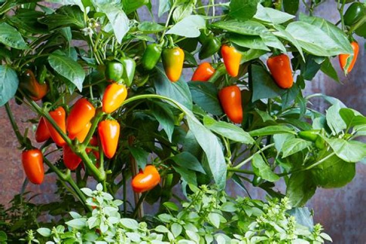 How do you soften baby peppers?