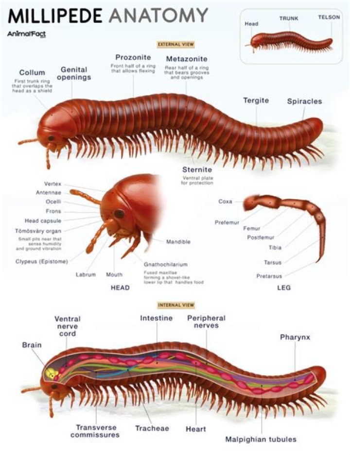 Is a millipede blind?