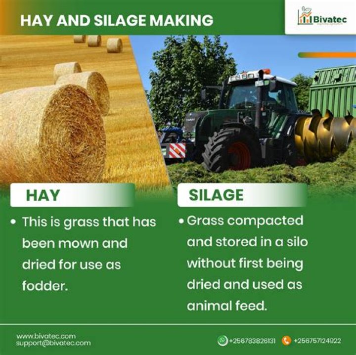 Is there more sugar in hay or haylage?