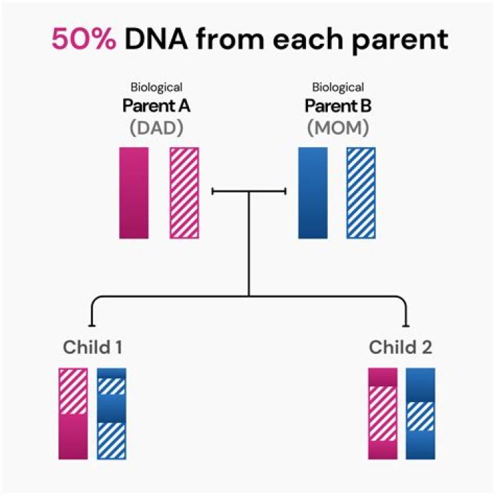 Is your DNA 50/50 from your parents?