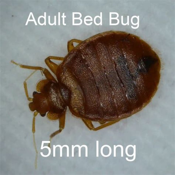 Should I sleep in a bed with bed bugs?