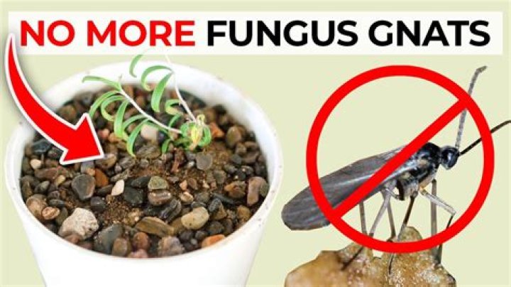 Should I throw away a plant with fungus gnats?