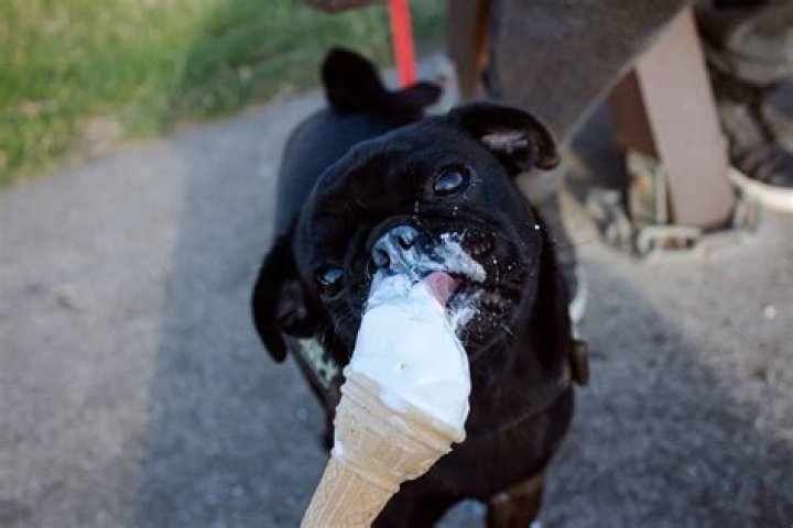 Should you give dogs ice cream?