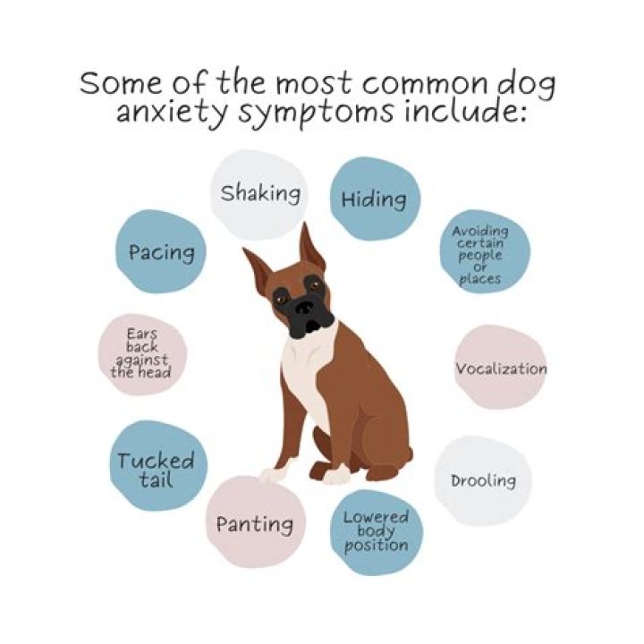 What animals have anxiety?