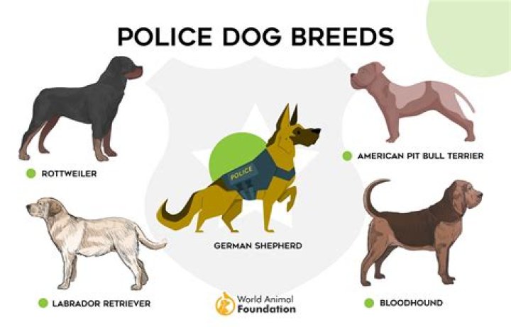 What breed of dog is most protective?