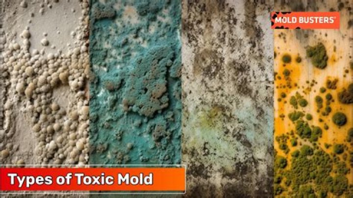 What color is toxic mold?