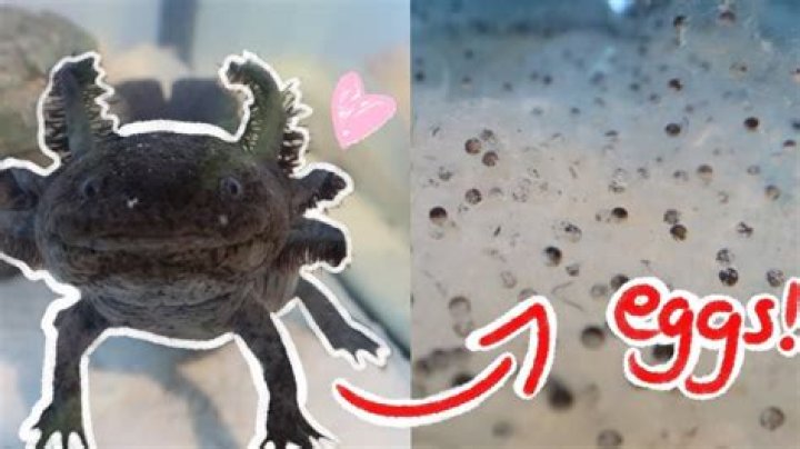 What do axolotls eggs look like?