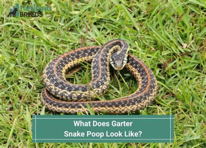 What does a snake turd look like?
