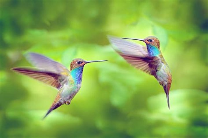 What does it mean when hummingbirds fly around you?