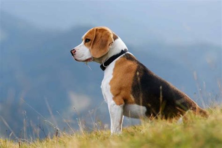 What is the best dog to own?