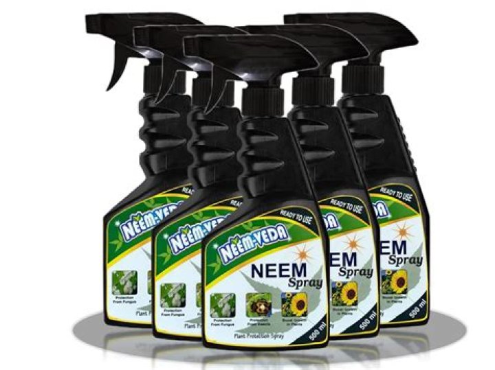 What is the best time to spray neem oil on plants?