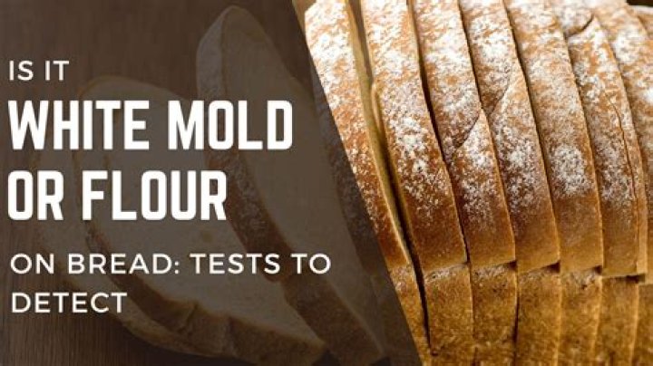 What is white mold on bread called?