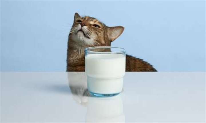 What milk is safe for cats?