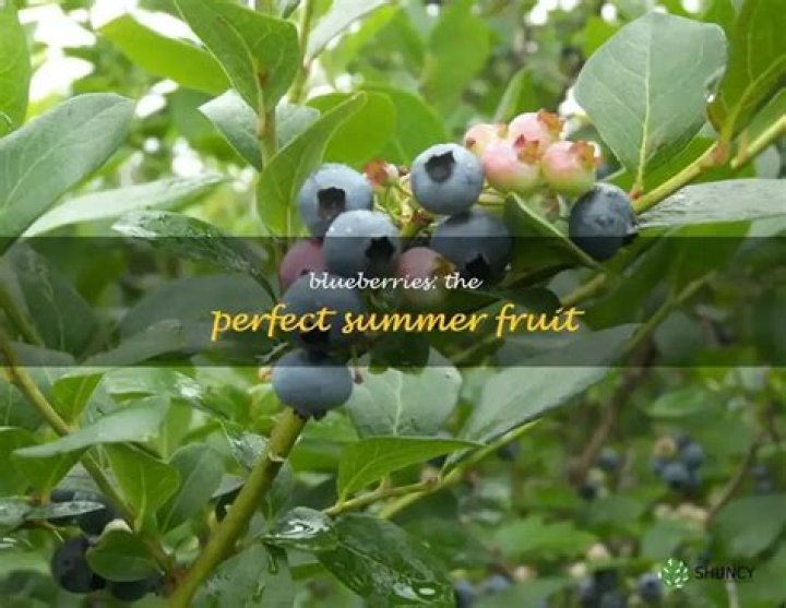 What season are blueberries?