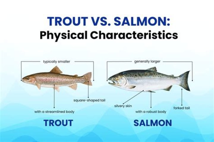 Which type of salmon tastes best?