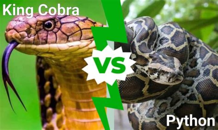 Who would win python or king cobra?