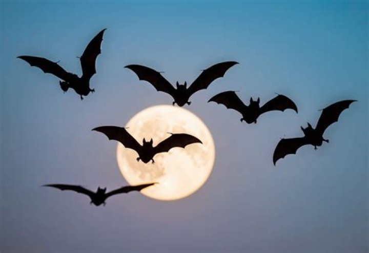 Why do bats fly over your head?
