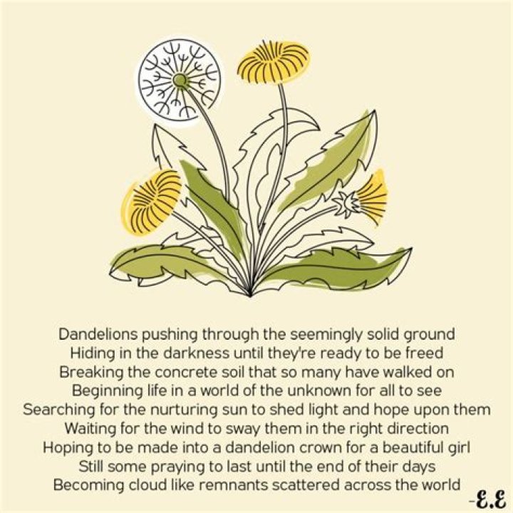 Why do dandelions keep coming back?
