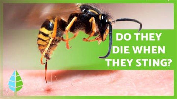 Why do wasps sting you for no reason?