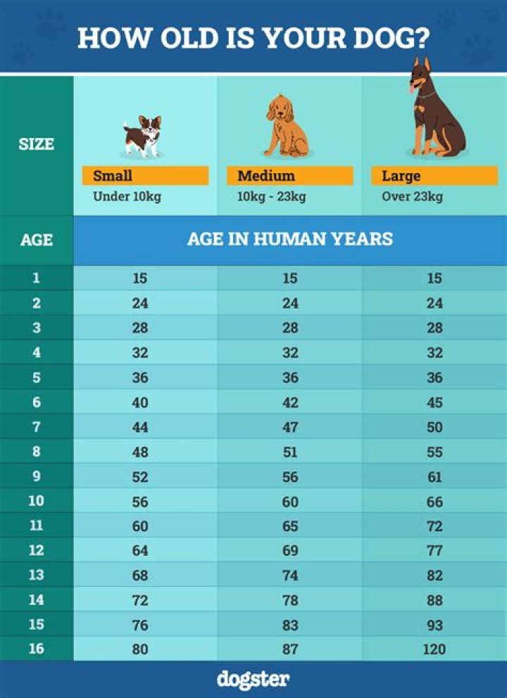 Will my dog be OK after eats sand?