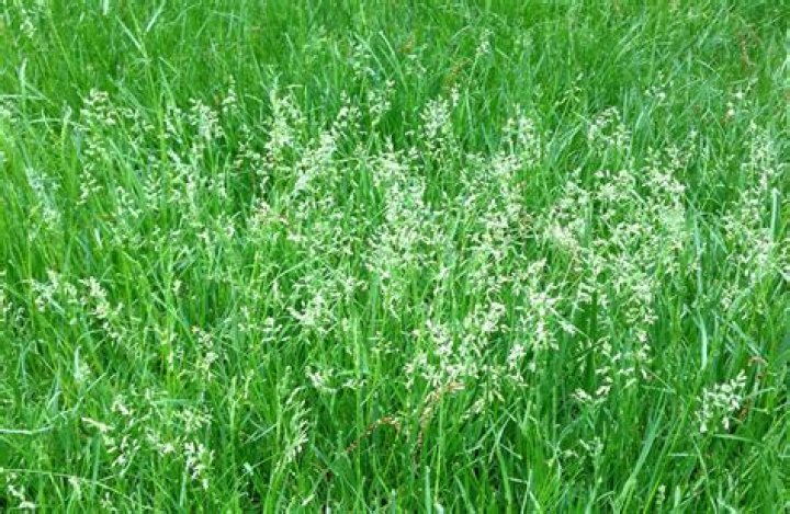 Will pasture grass reseed itself?